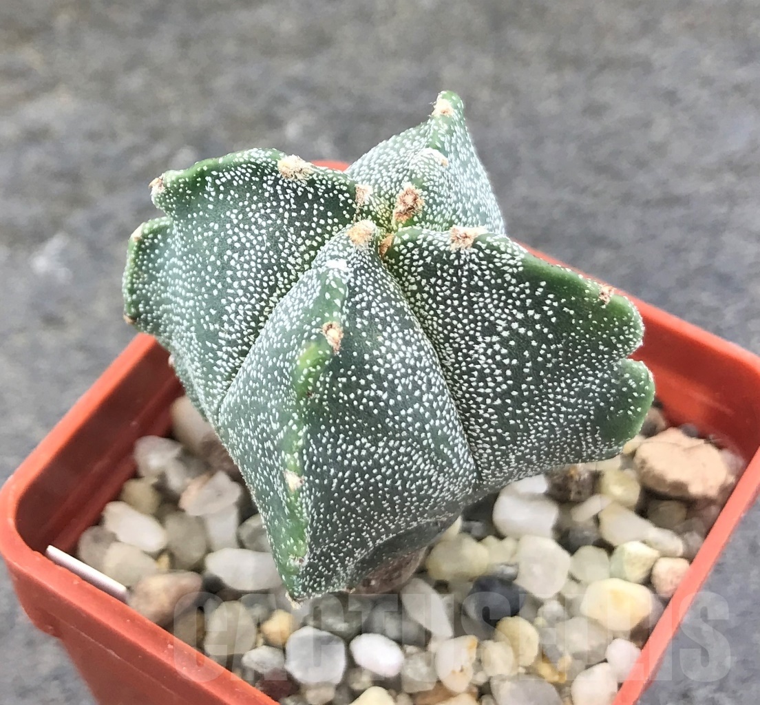 SHPR10343 Astrophytum myriostigma 'Kikko'