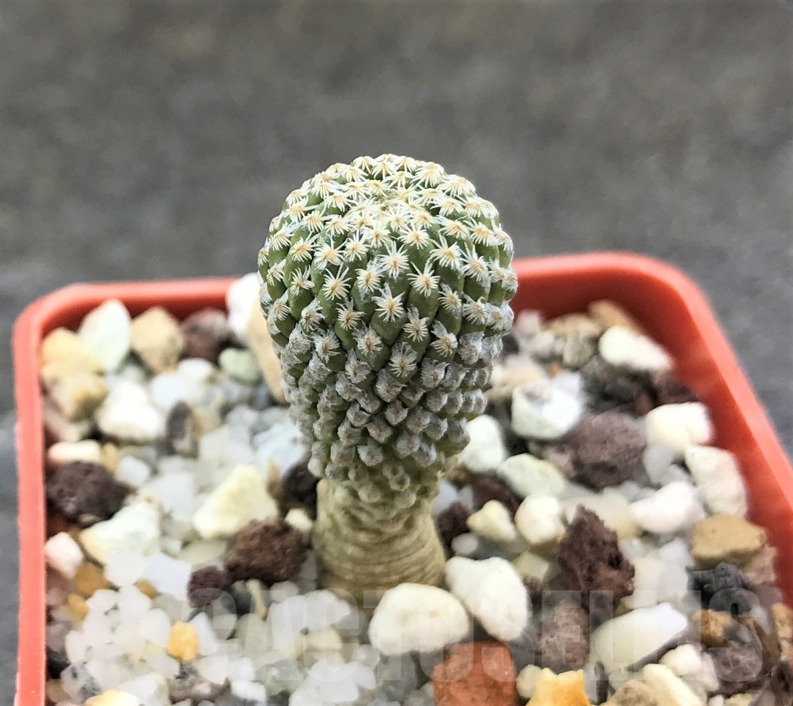 SHPR10344 Pelecyphora strobiliformis