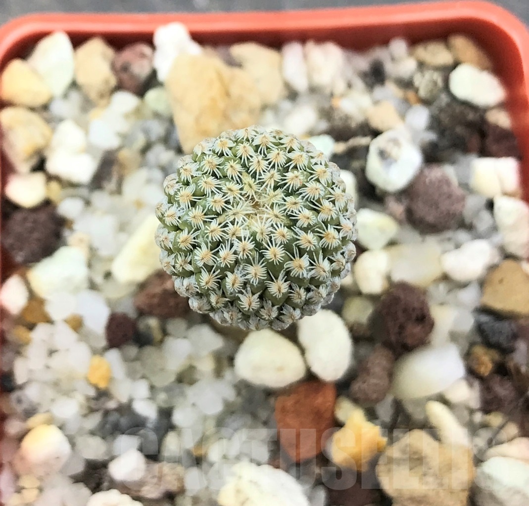 SHPR10344 Pelecyphora strobiliformis - Image 2