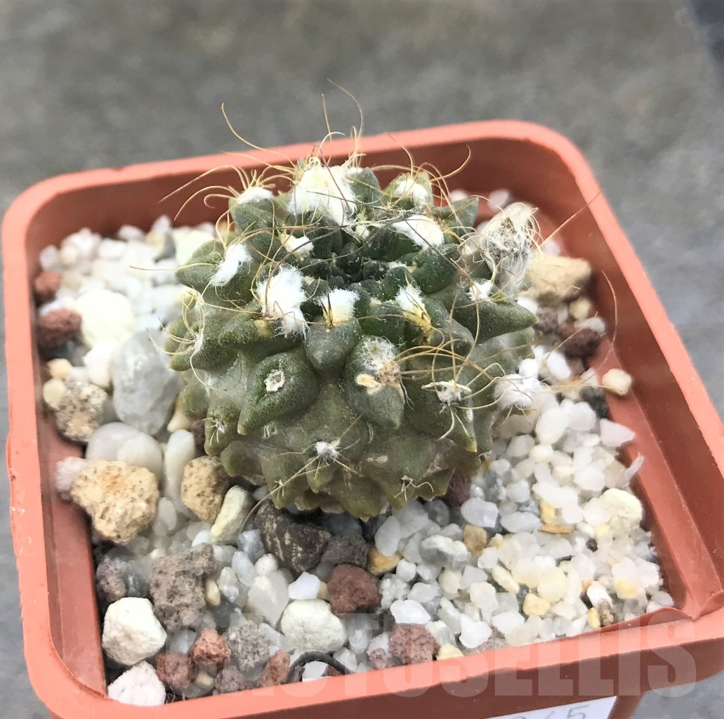 SHPR10345 Pyrrhocactus pilispinus