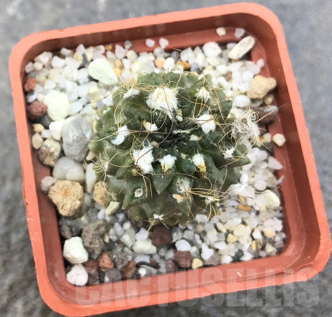 SHPR10345 Pyrrhocactus pilispinus - Image 2