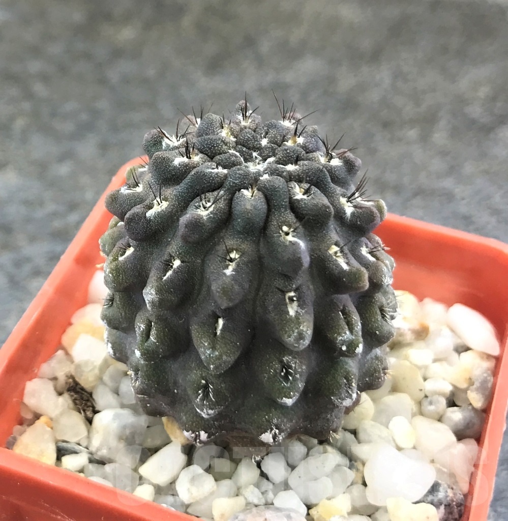 SHPR10348 Pyrrhocactus occultus