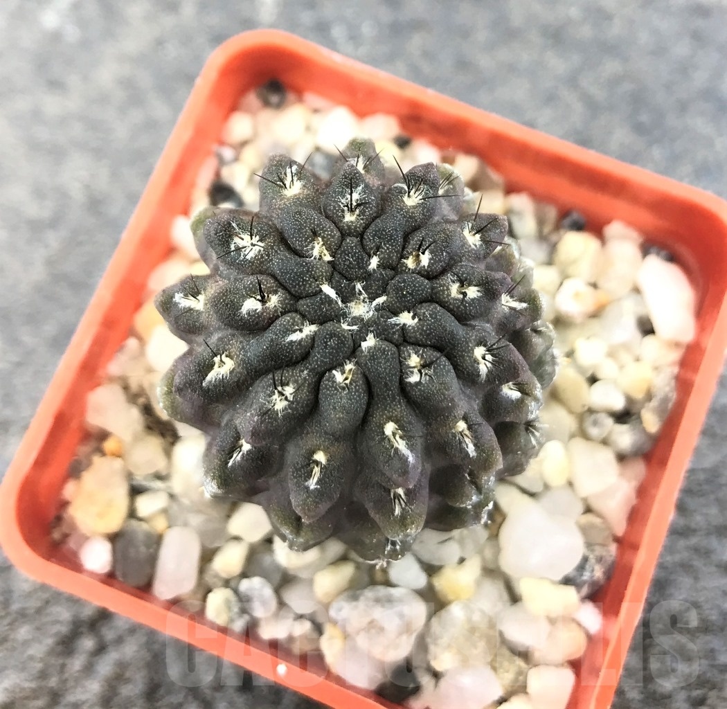 SHPR10348 Pyrrhocactus occultus - Image 2