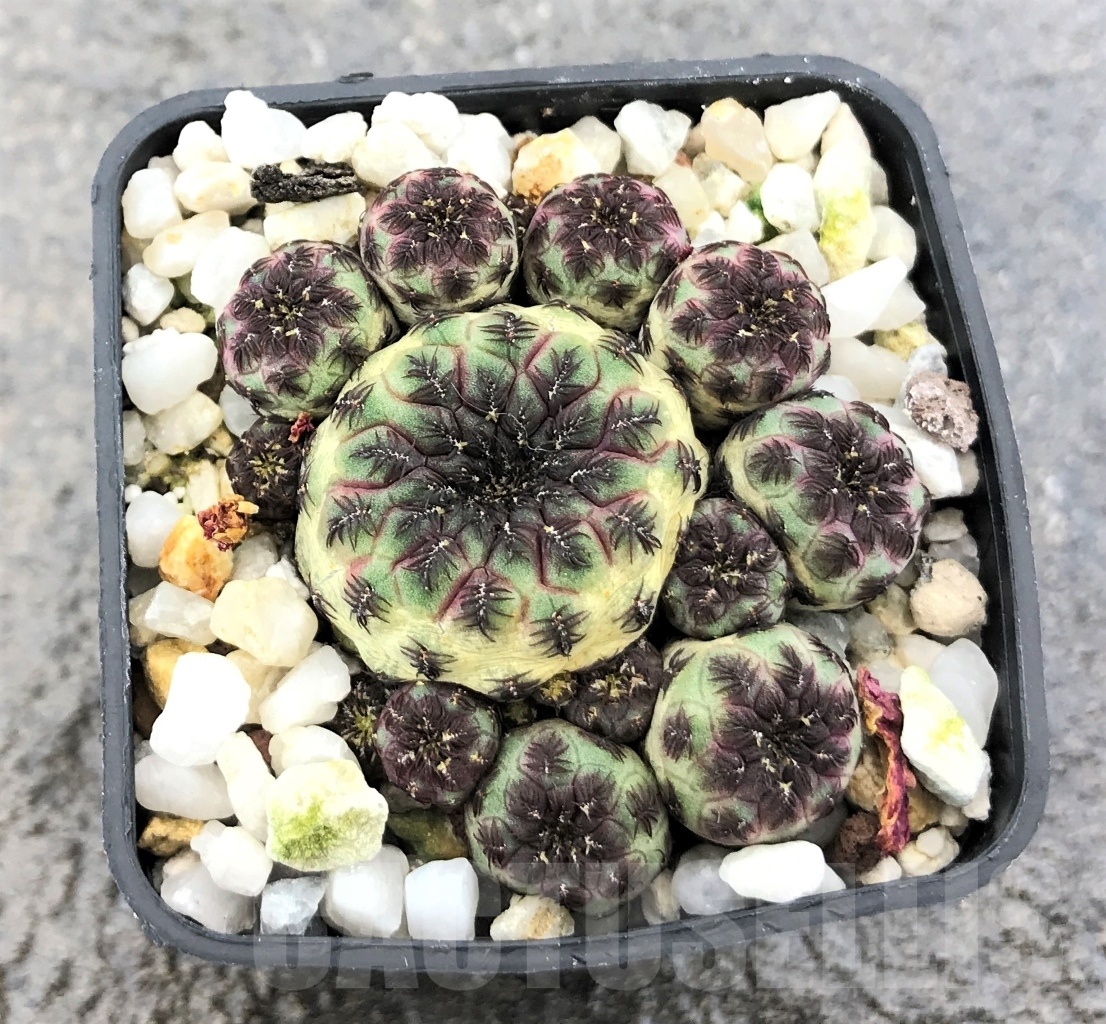 SHPR10349 Sulcorebutia rauschii - Obrázek 2