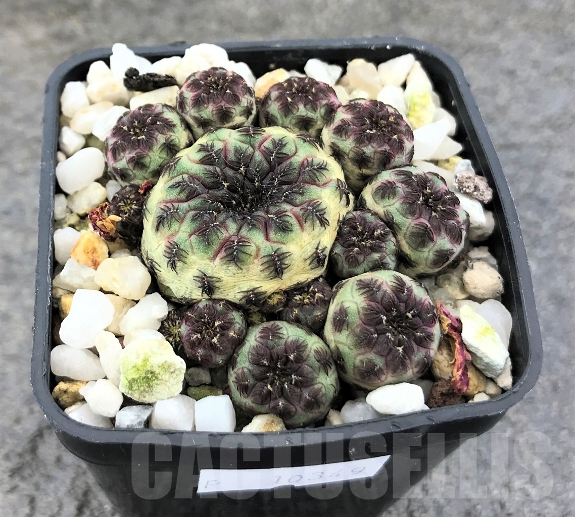 SHPR10349 Sulcorebutia rauschii