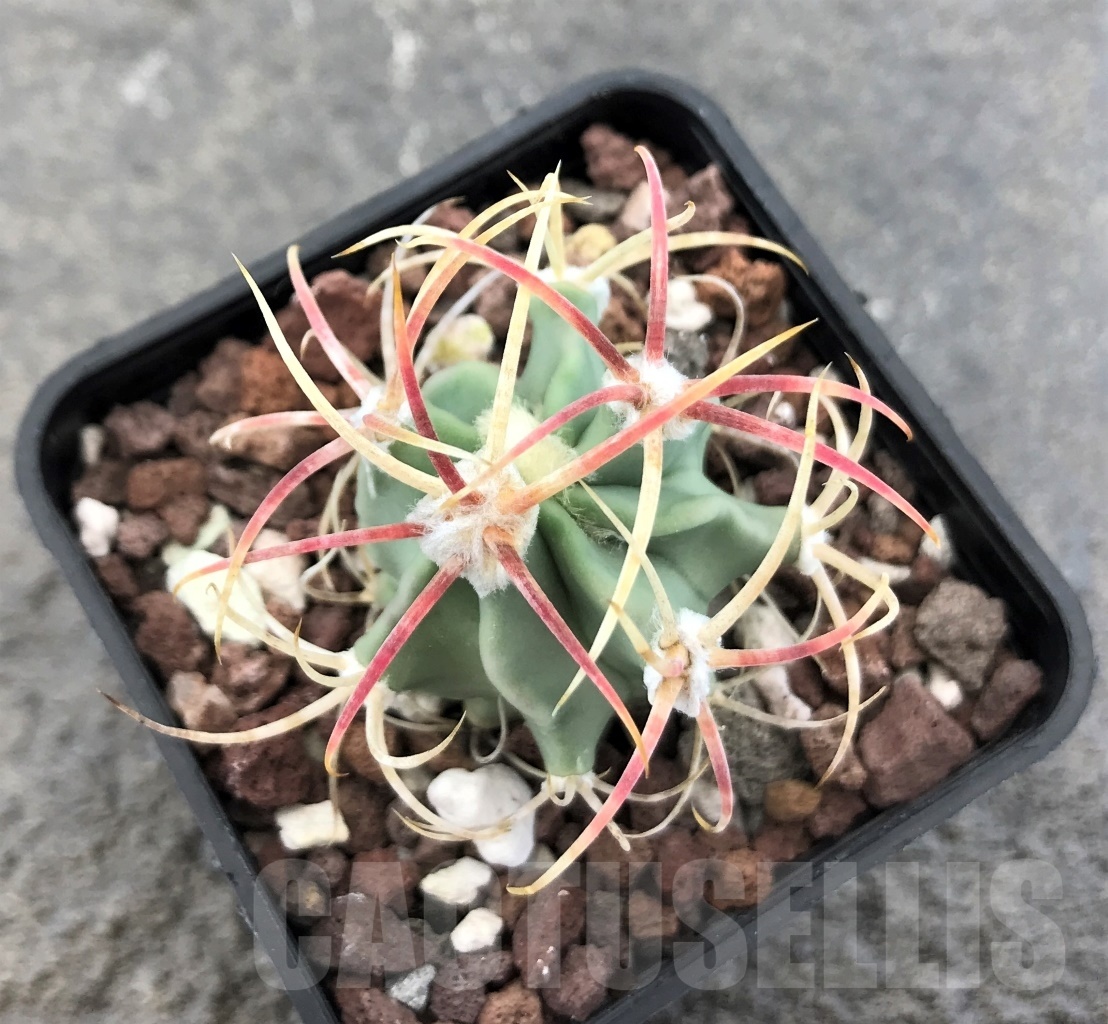 SHPR10350 Echinocactus parryi - Image 2