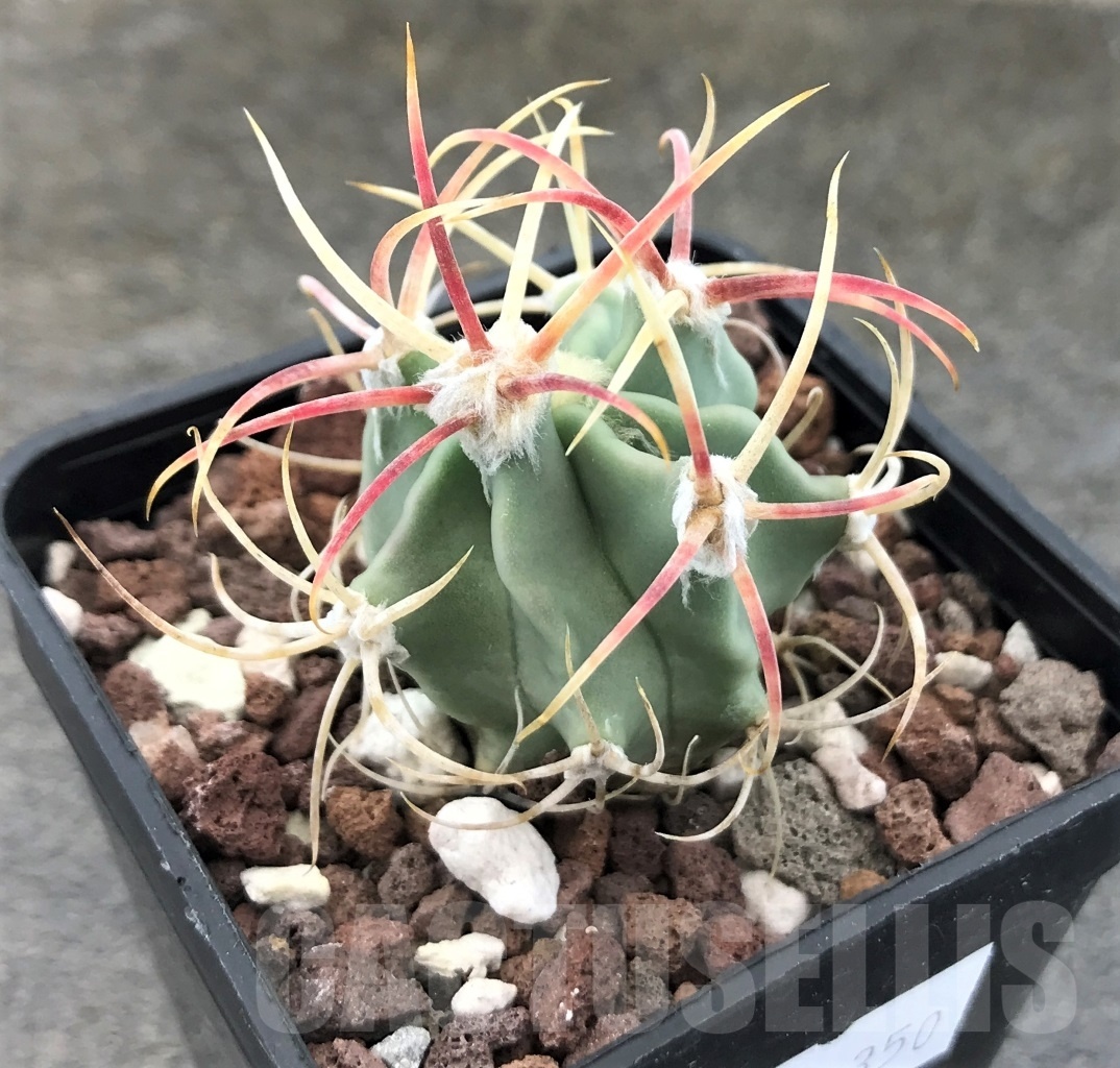 SHPR10350 Echinocactus parryi
