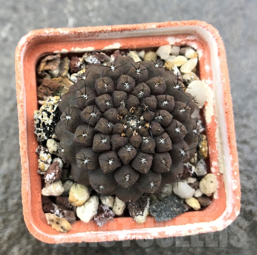 SHPR10355 Thelocephala esmeraldana FR 518