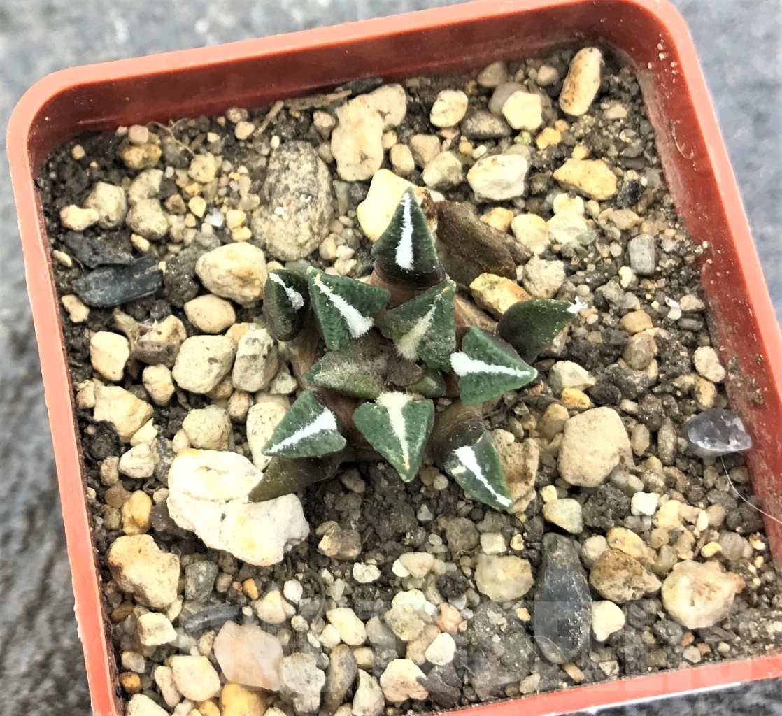 SHPR10356 Ariocarpus kotschoubeyanus v. elephantidens - Image 2