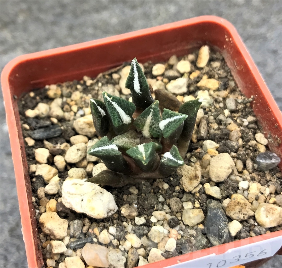 SHPR10356 Ariocarpus kotschoubeyanus v. elephantidens