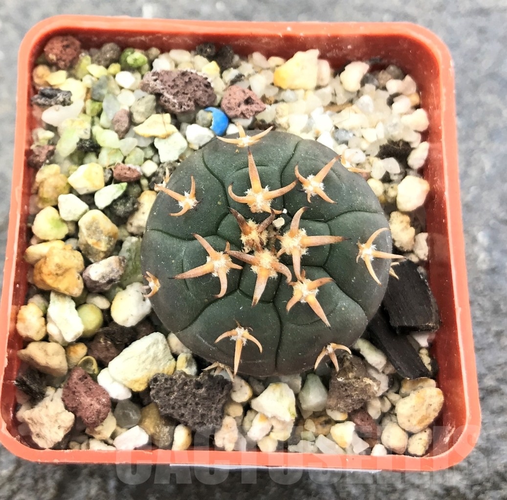 SHPR10359 Gymnocalycium spegazzinii v. unguispinum - Image 2