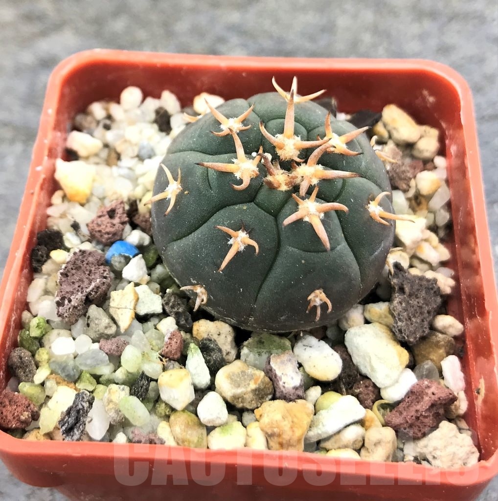SHPR10359 Gymnocalycium spegazzinii v. unguispinum