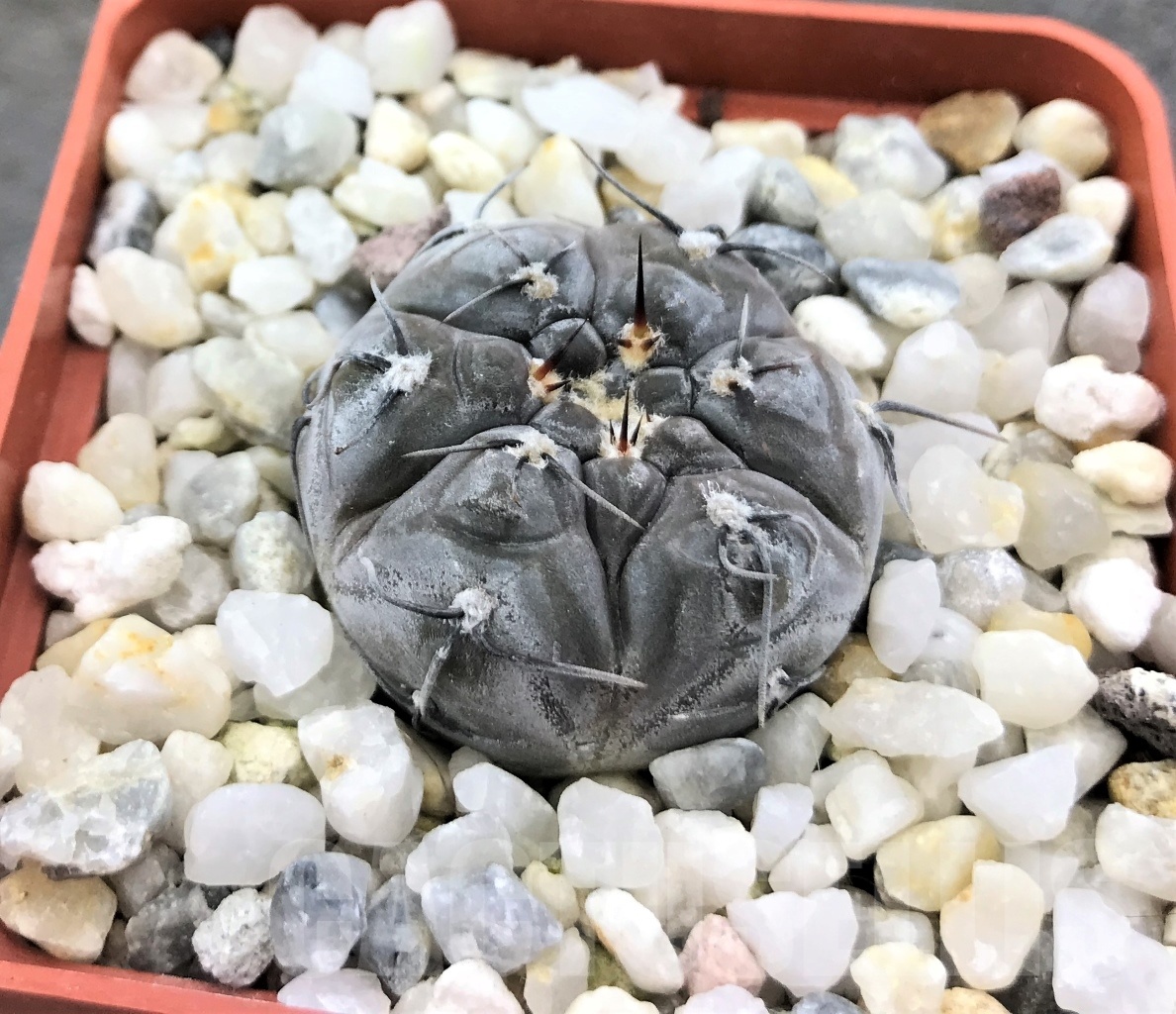 SHPR10360 Gymnocalycium berchtii GN 158-418