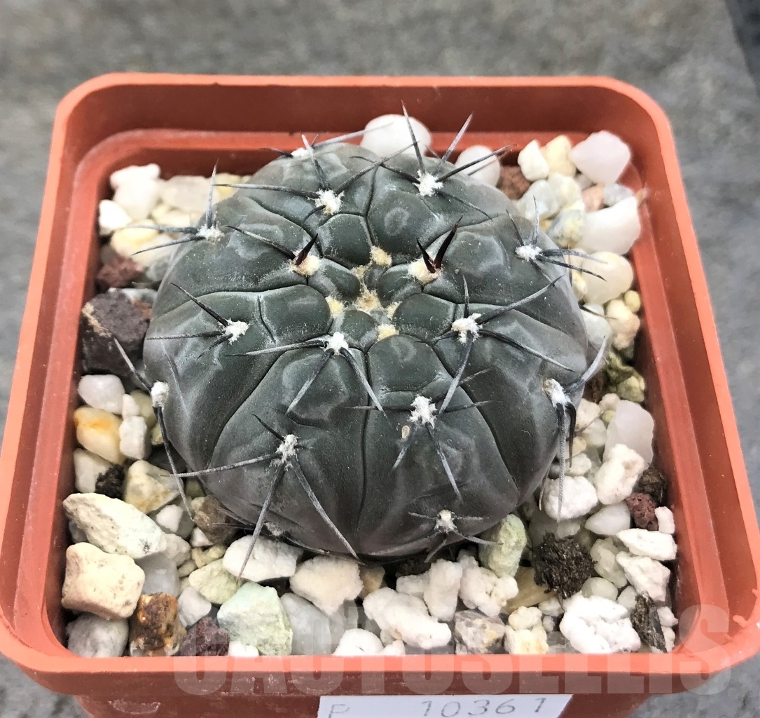 SHPR10361 Gymnocalycium berchtii GN 158-418
