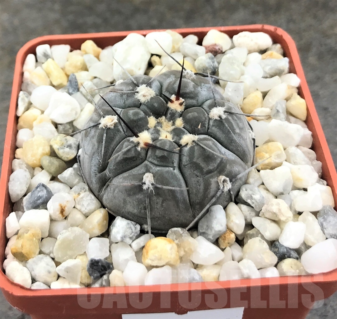 SHPR10363 Gymnocalycium berchtii LF 98
