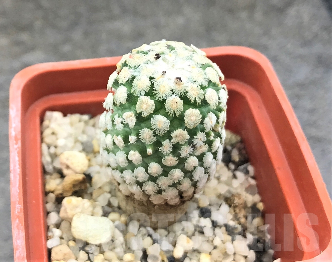 SHPR10365 Turbinicarpus valdezianus v. albiflorus