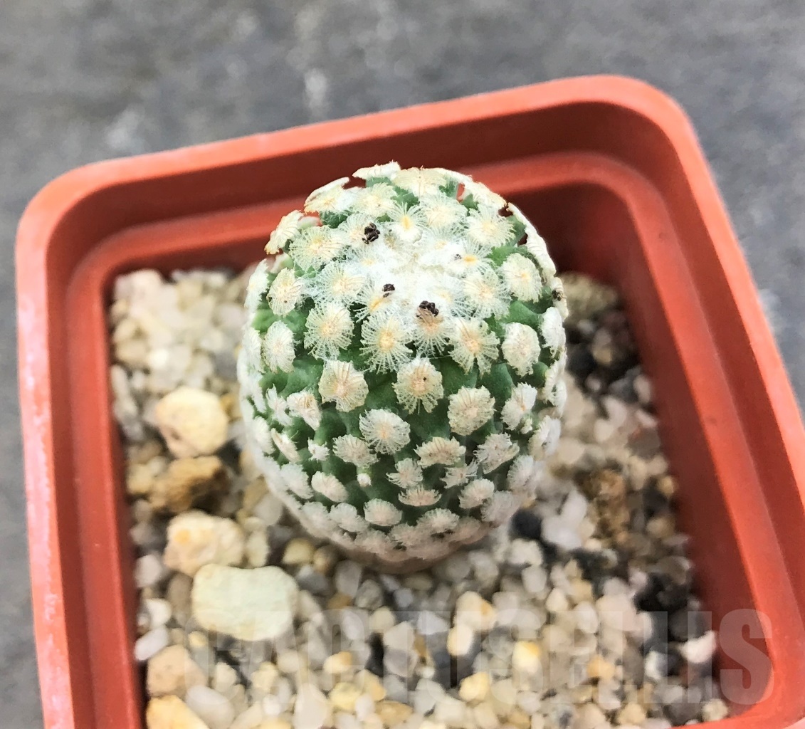 SHPR10365 Turbinicarpus valdezianus v. albiflorus - Зображення 2