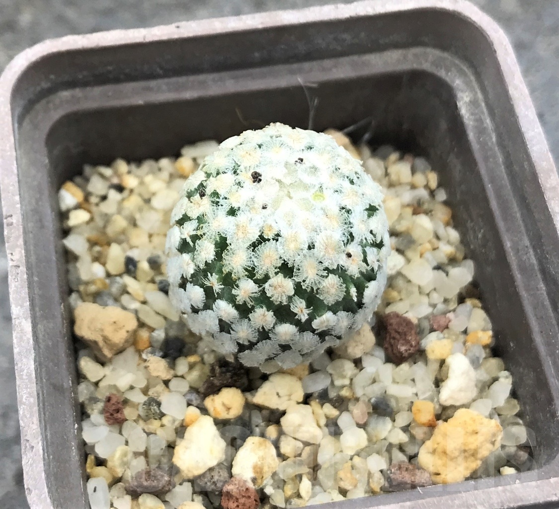 SHPR10366 Turbinicarpus valdezianus v. albiflorus - Image 2