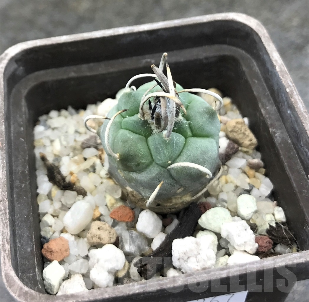 SHPR10367 Turbinicarpus schmiedickeanus