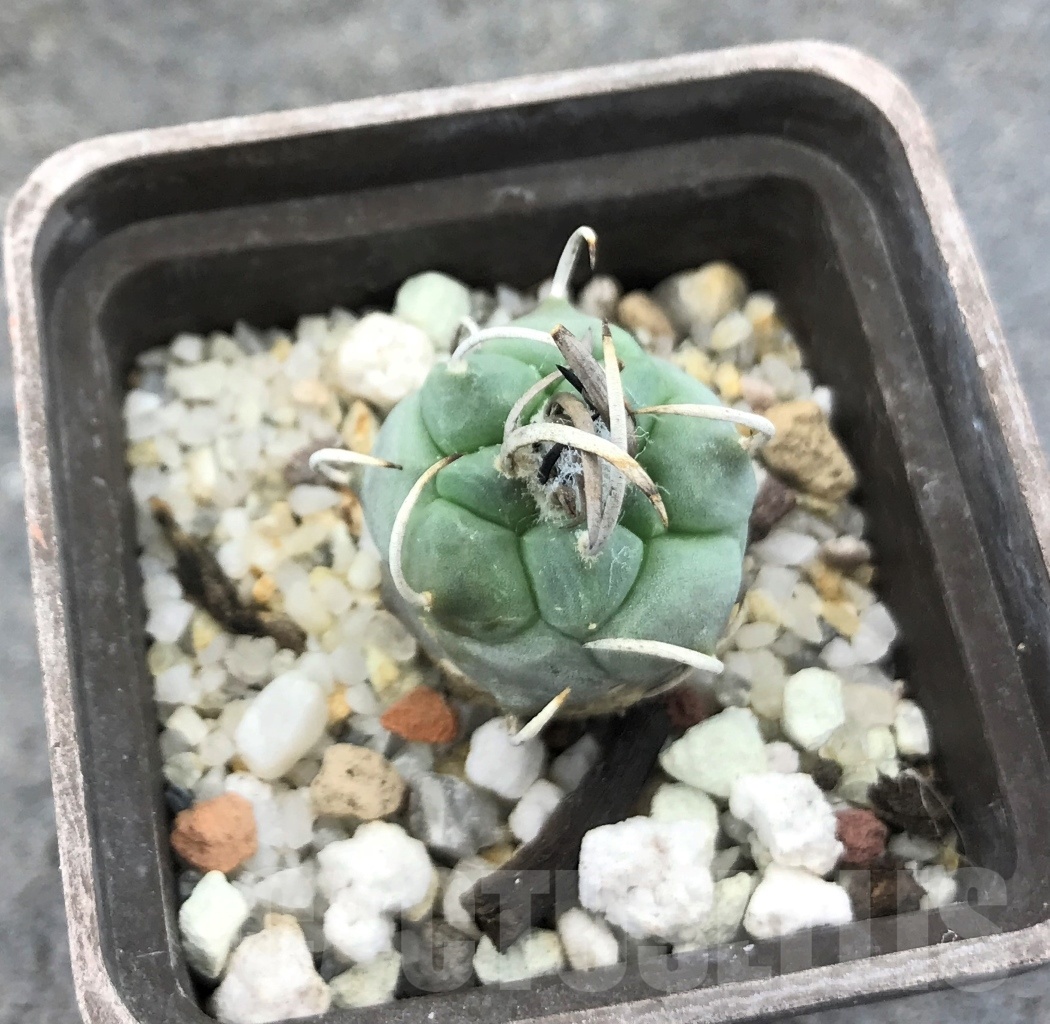 SHPR10367 Turbinicarpus schmiedickeanus - Image 2