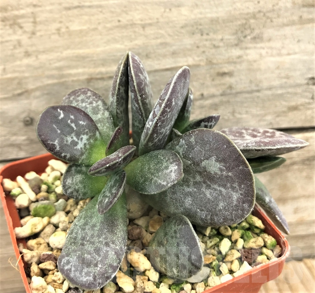 SHPR10375 Adromischus blosianus NBG 723\53 FR Namaqualand - Image 2