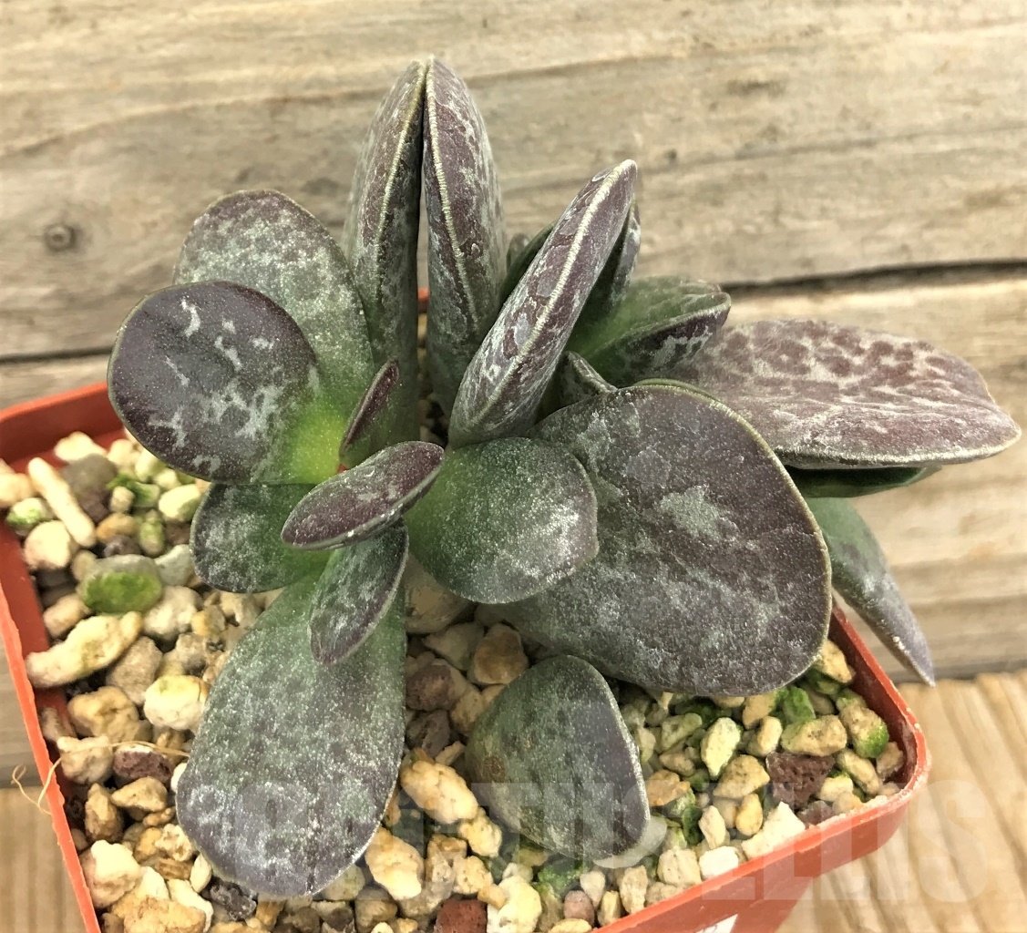 SHPR10375 Adromischus blosianus NBG 723\53 FR Namaqualand