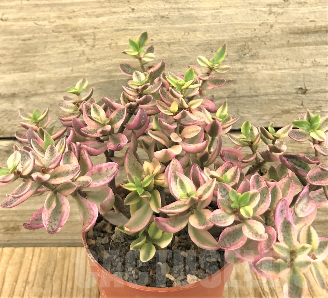 SHPR10376 Crassula volkensii variegata