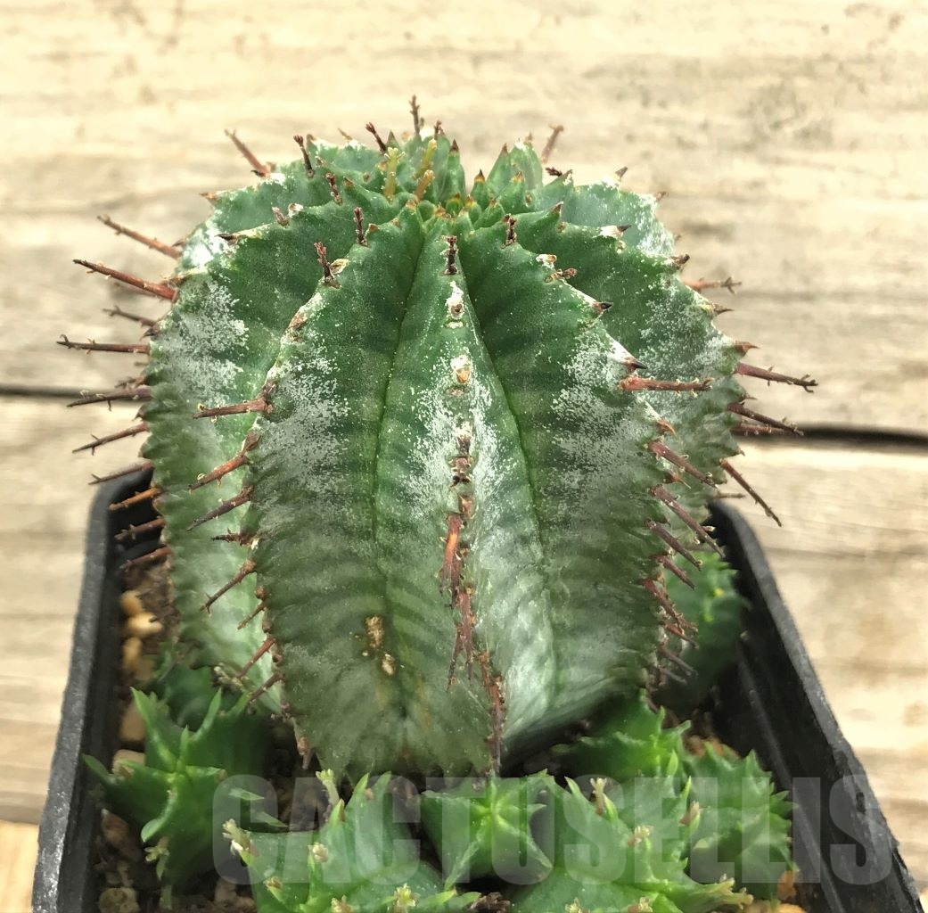 SHPR10377 Euphorbia horrida v. alba