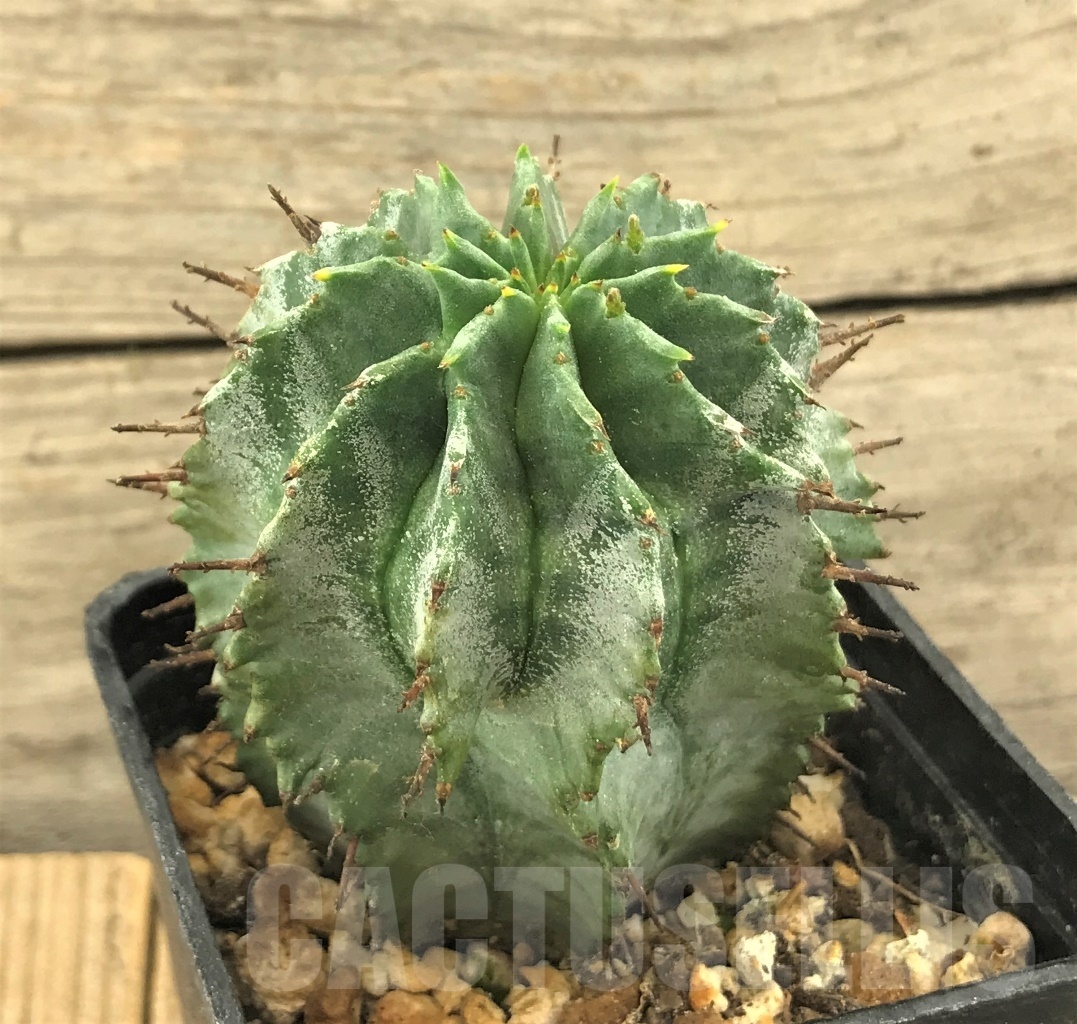 SHPR10378 Euphorbia horrida