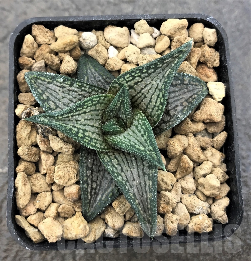 SHPR10387 Haworthia 'Kintaikyo'