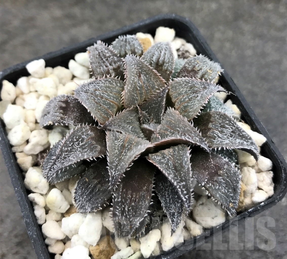 SHPR10388 Haworthia wimii select