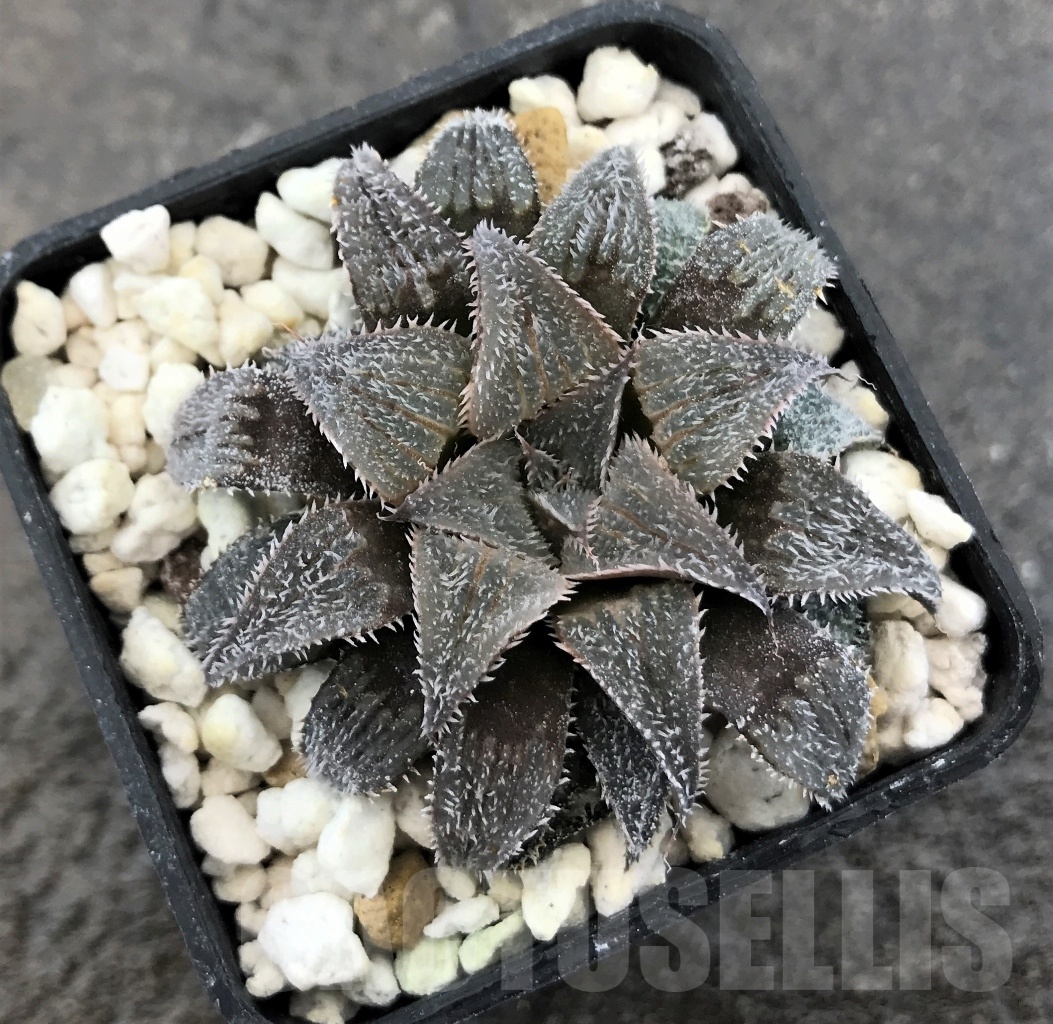 SHPR10388 Haworthia wimii select - Imagen 2