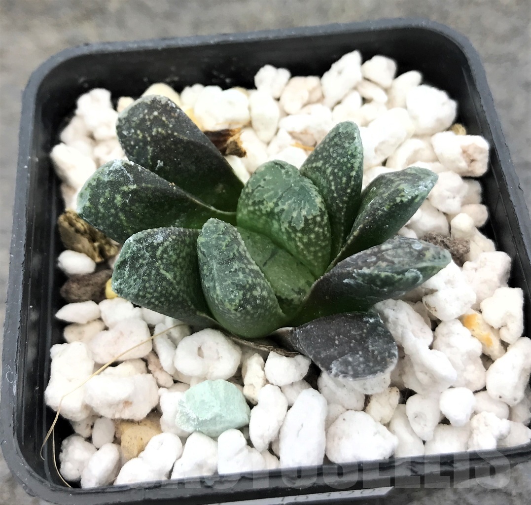 SHPR10390 Haworthia maughanii China hybrid