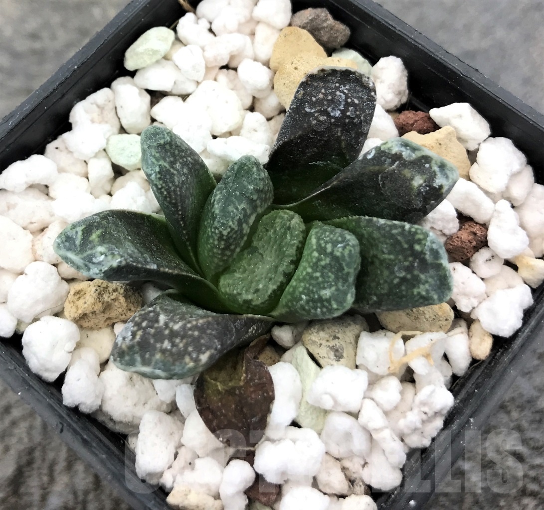 SHPR10390 Haworthia maughanii China hybrid - Obrázek 2