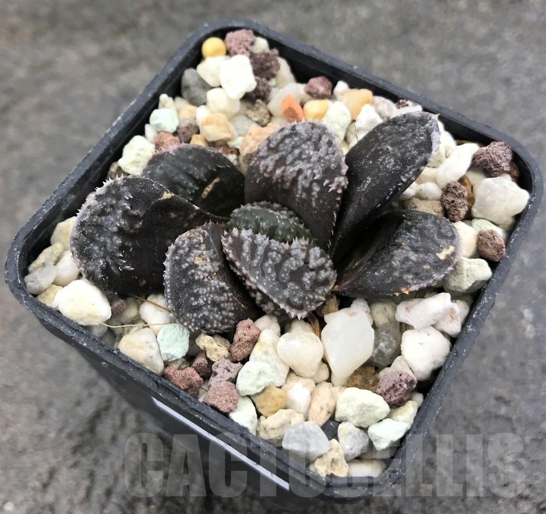 SHPR10391 Haworthia 'Mordor'