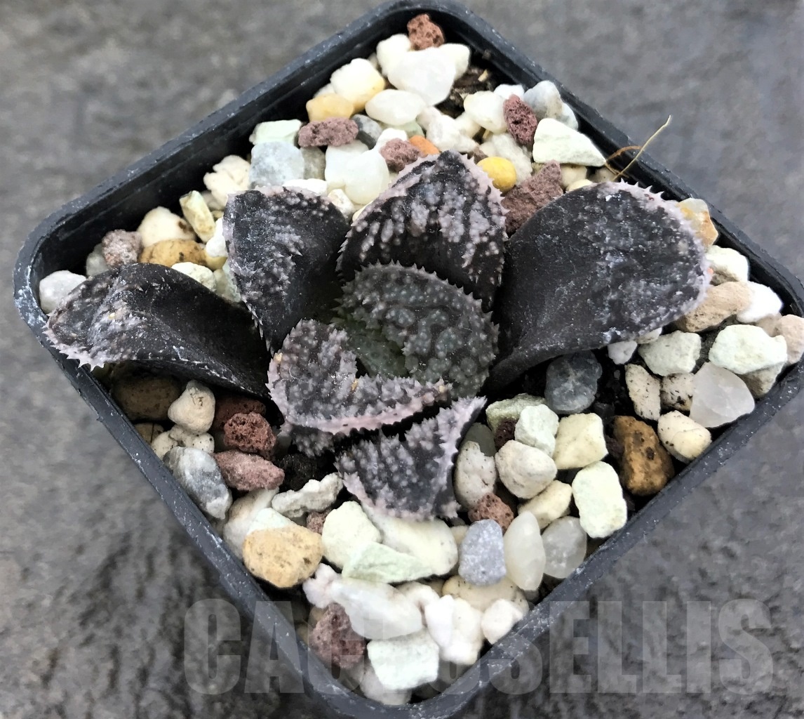 SHPR10391 Haworthia 'Mordor' - immagine 2