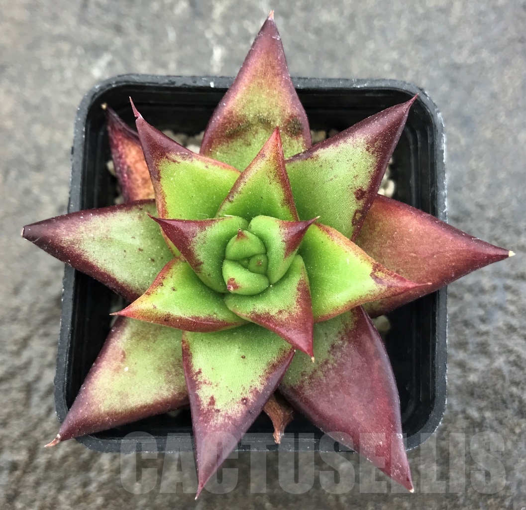 SHPR10393 Echeveria agavoides 'Ebony' - immagine 2