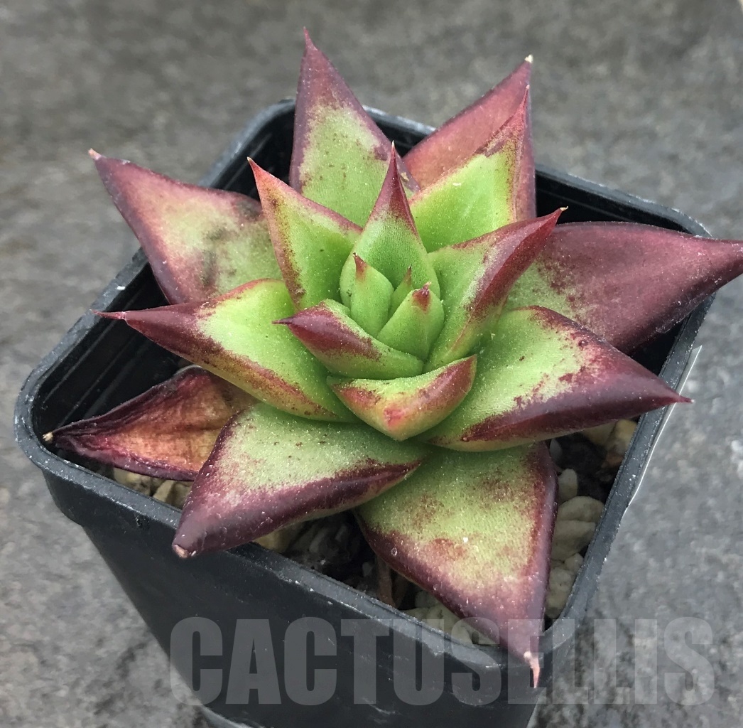 SHPR10393 Echeveria agavoides 'Ebony'