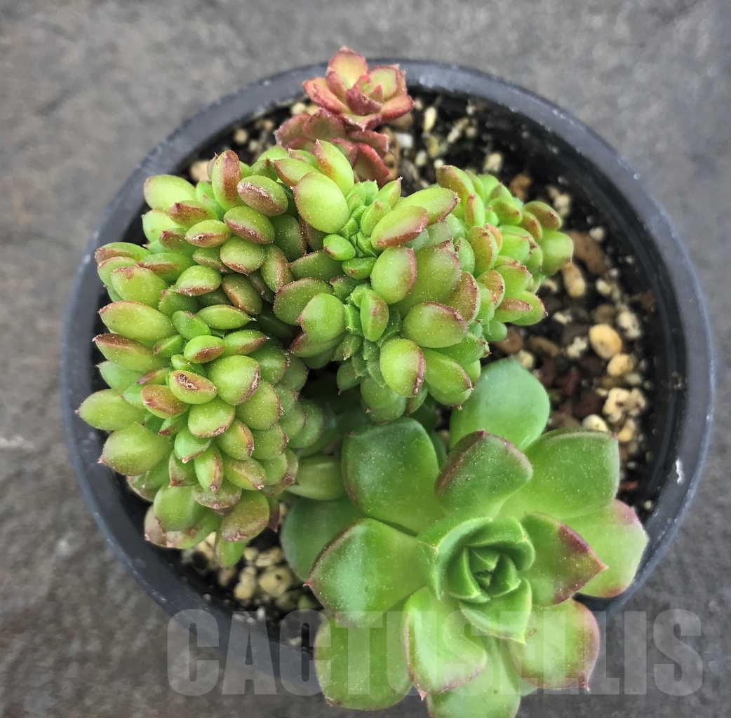 SHPR10394 Sedeveria 'Letizia' cristata - immagine 2