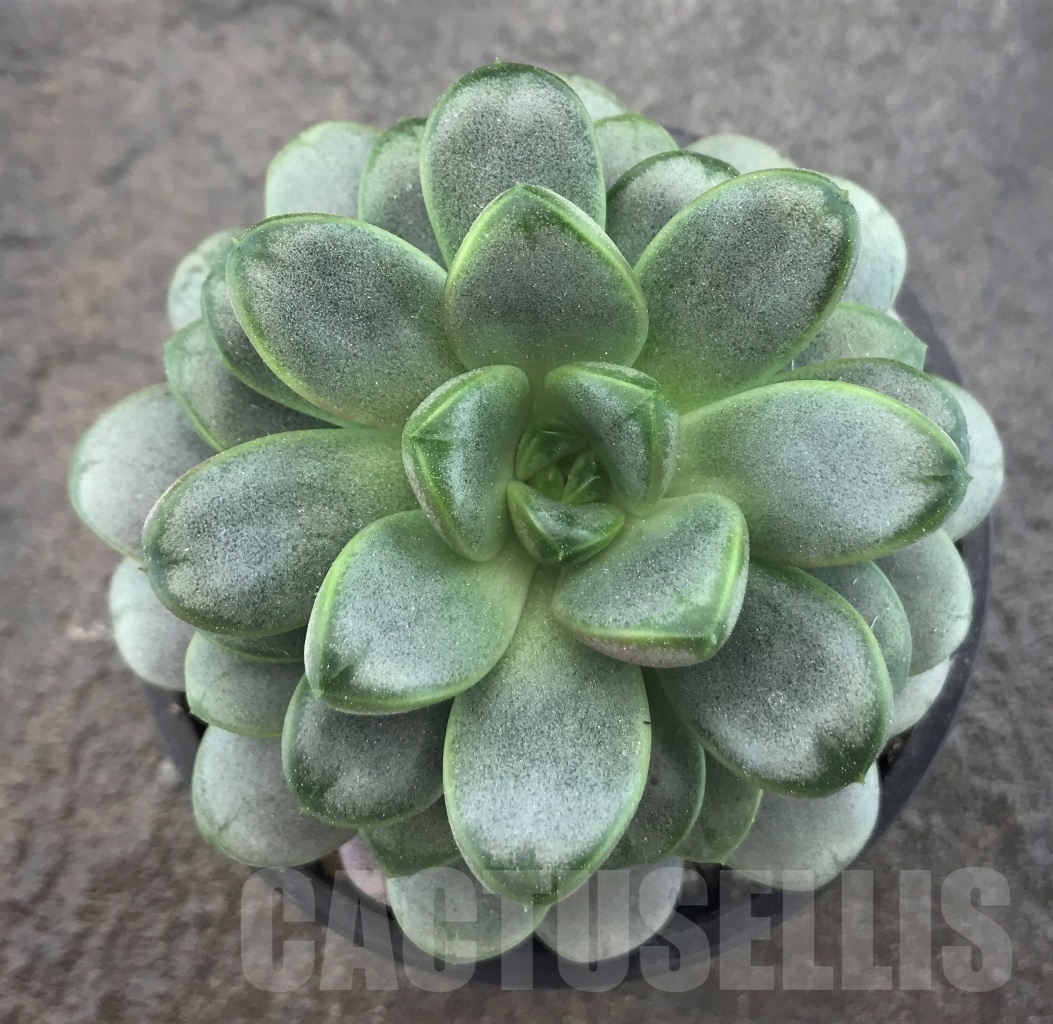 SHPR10397 Graptoveria amethorum