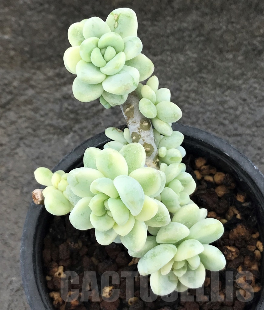 SHPR10398 Sedum clavatum f.variegata
