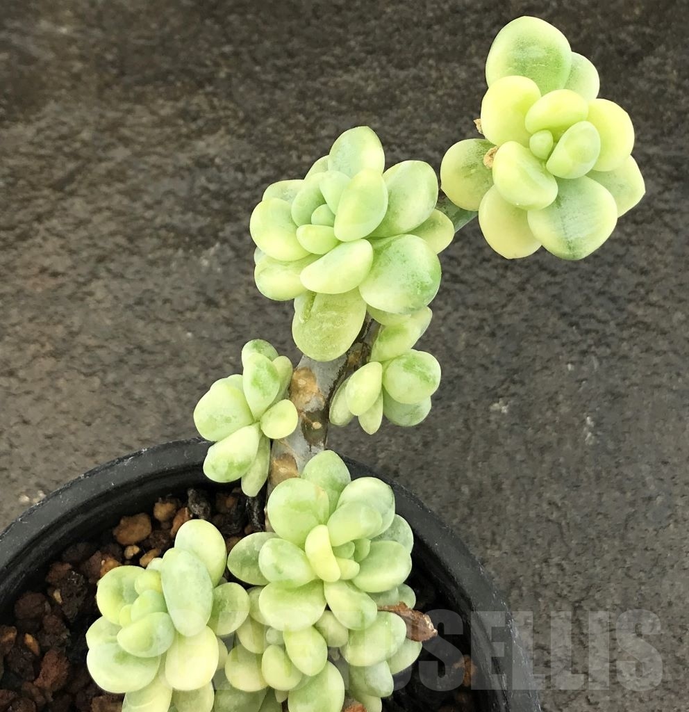SHPR10399 Sedum clavatum f.variegata