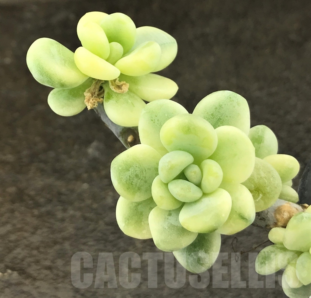 SHPR10399 Sedum clavatum f.variegata - Image 2