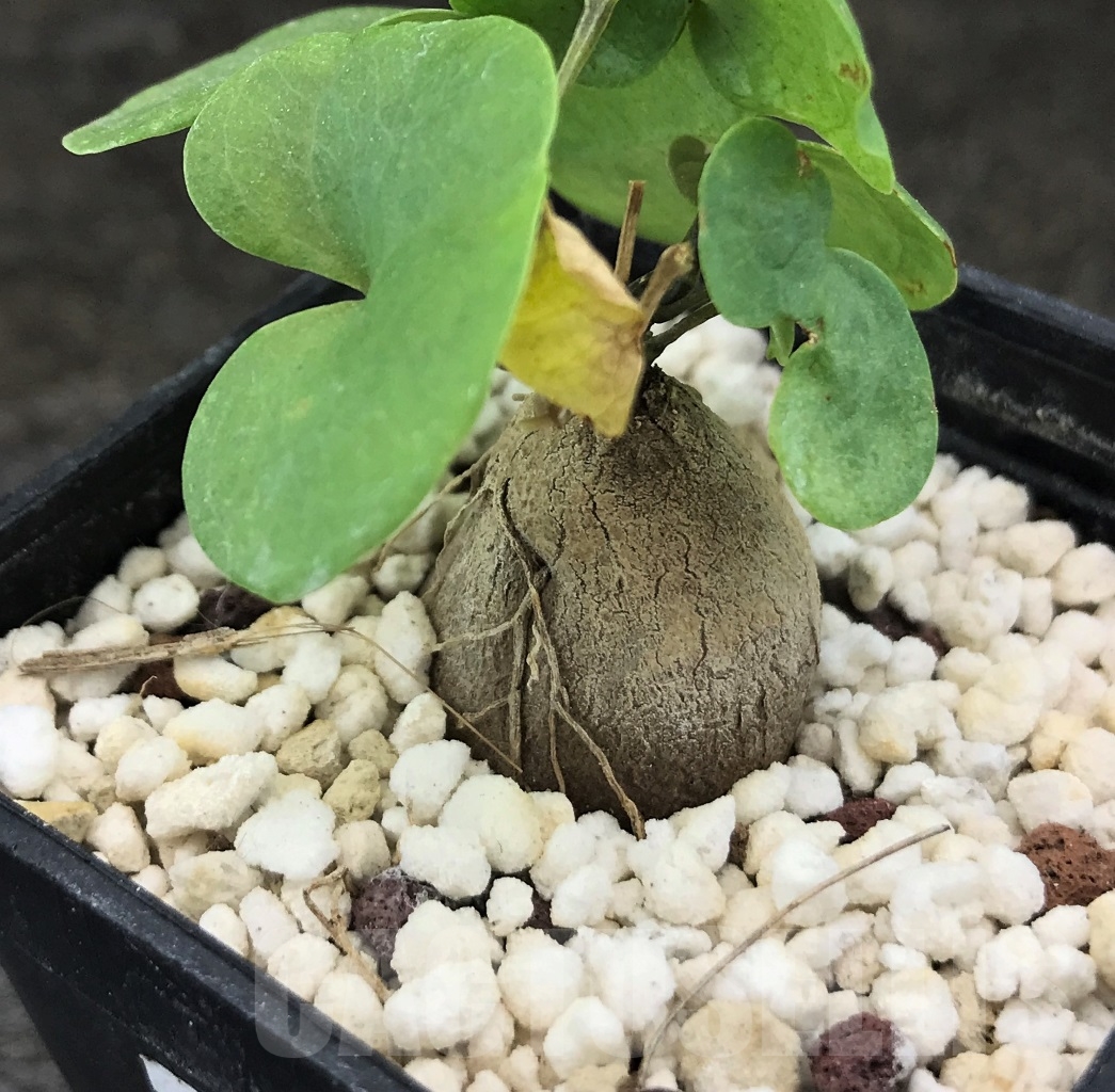 SHPR10401 Dioscorea elephantipes