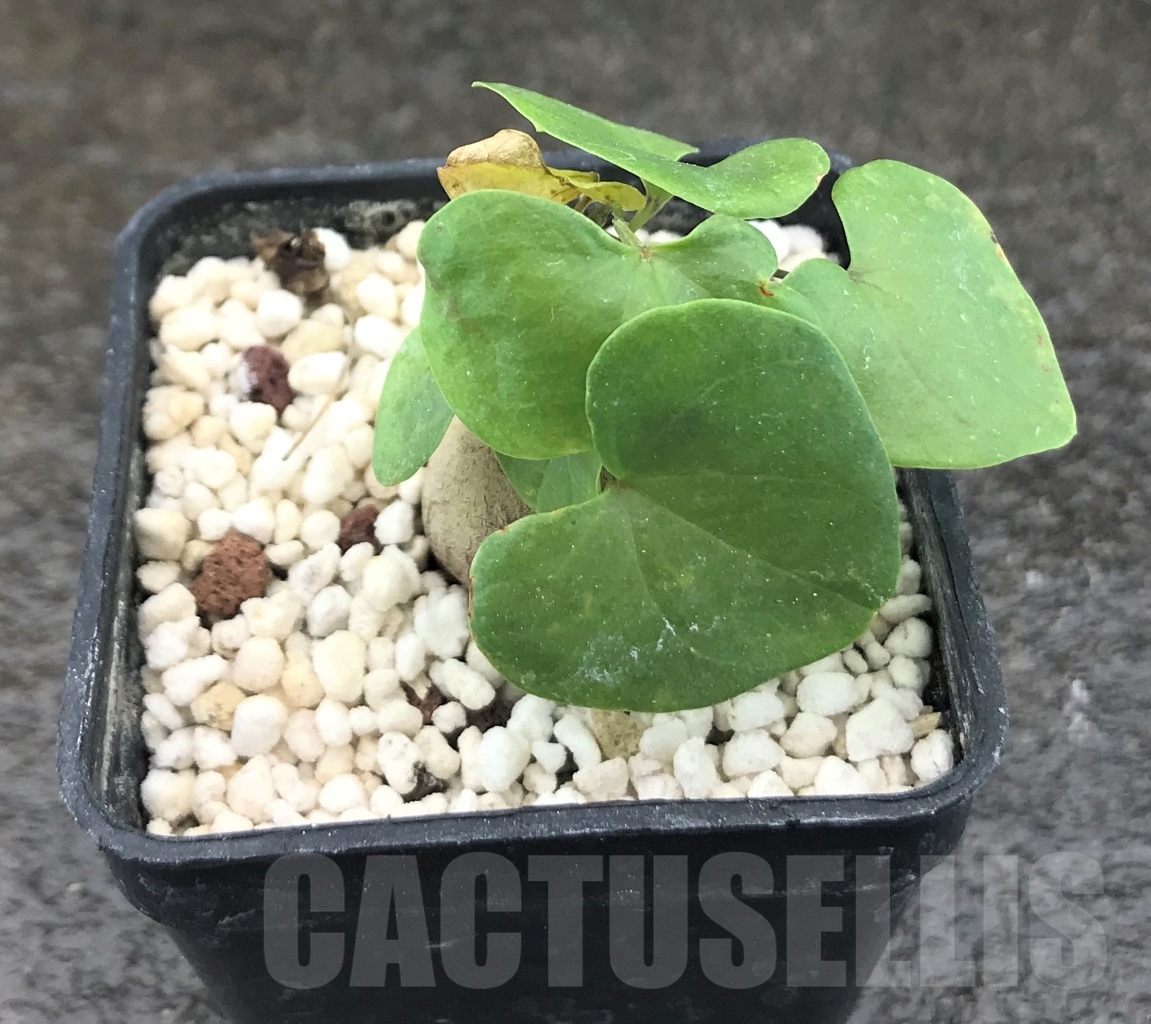 SHPR10401 Dioscorea elephantipes - Image 2