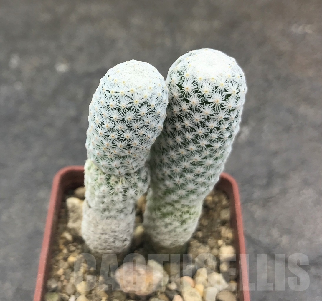 SHPR10406 Mammillaria herrerae var. albiflora, 2 heads - Image 2