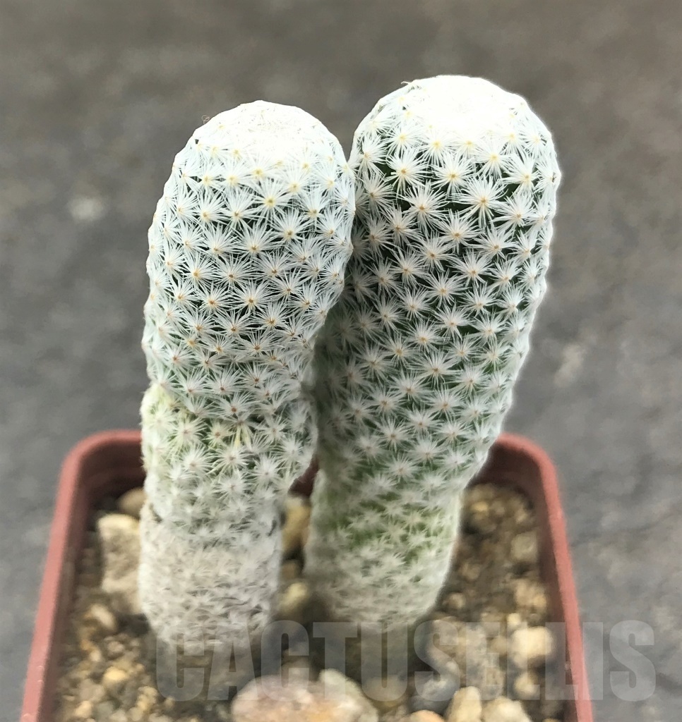 SHPR10406 Mammillaria herrerae var. albiflora, 2 heads