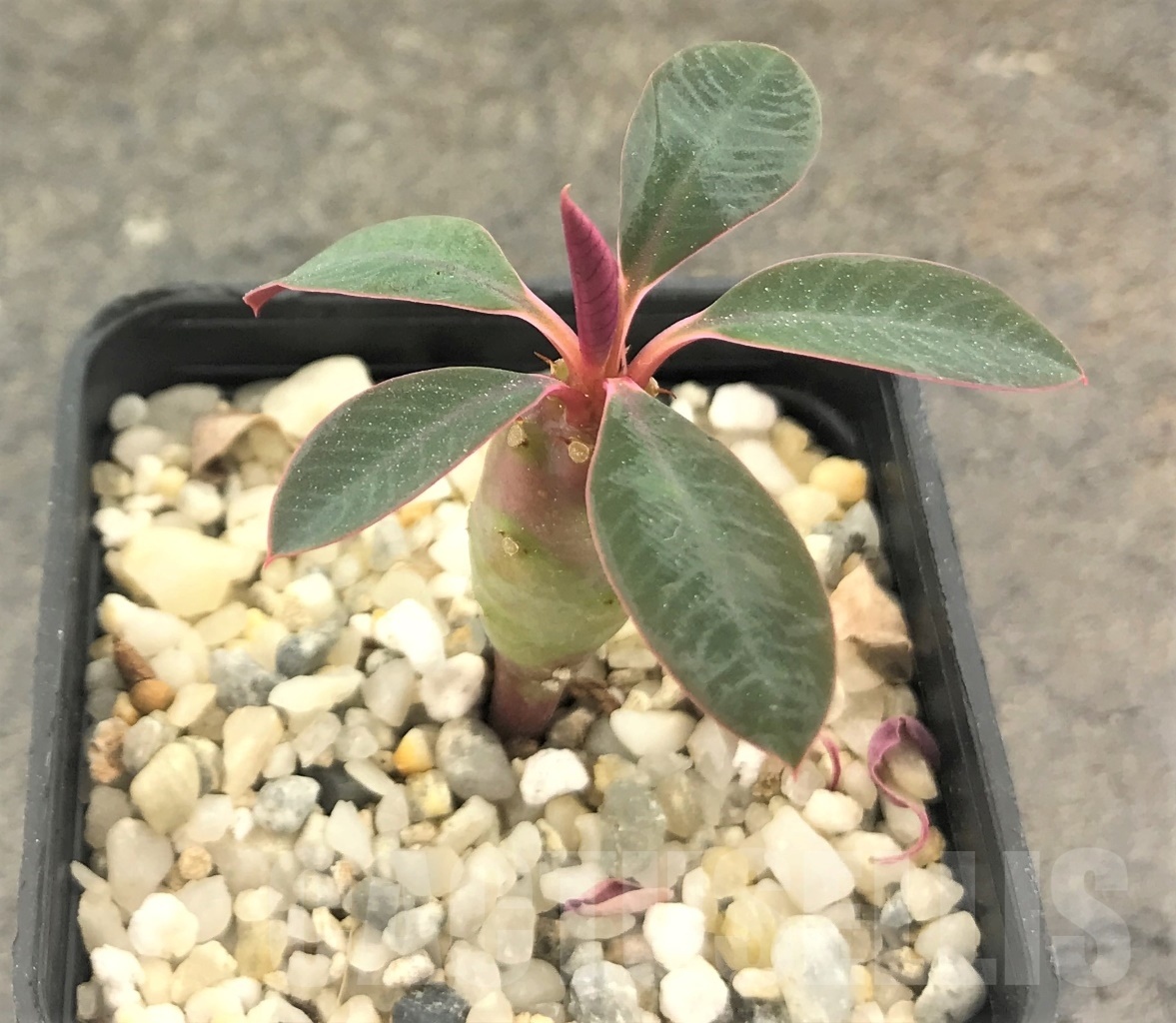 SHPR10409 Euphorbia pachypodioides