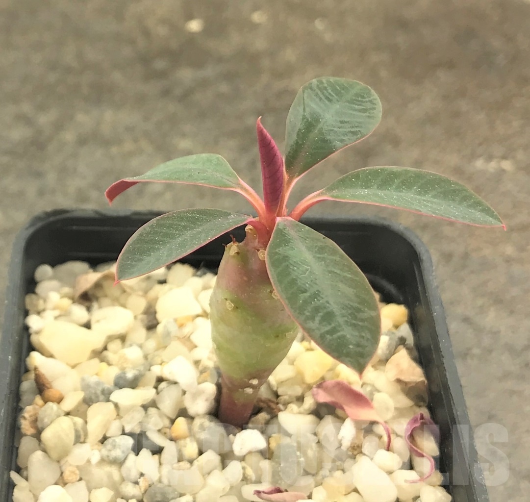 SHPR10409 Euphorbia pachypodioides - Imagen 2