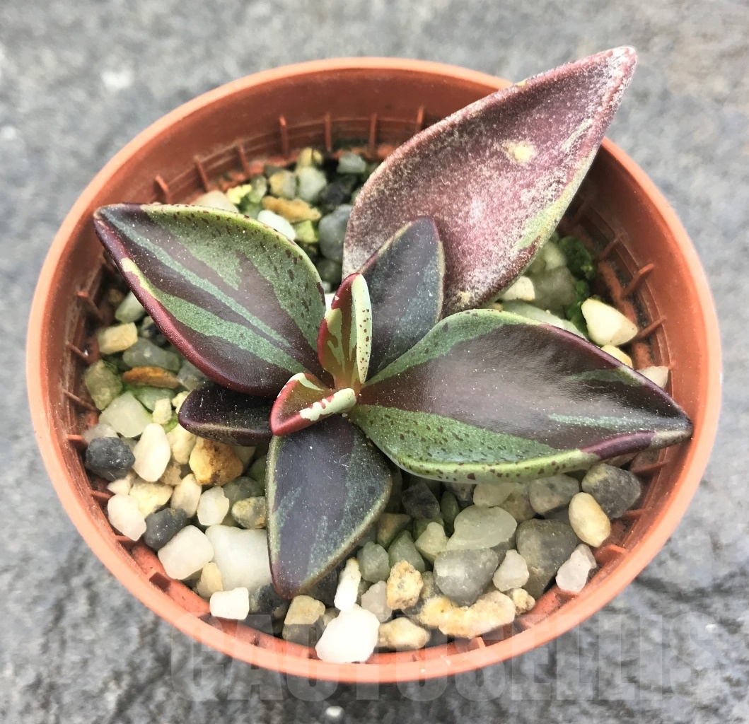 SHPR10411 Lenophyllum guttatum f. variegata